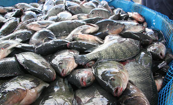 'Urina preta' foi causada por ingestão de peixe, diz estudo