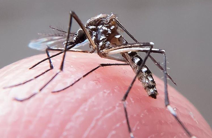 Estudo relaciona zika a problemas cardíacos
