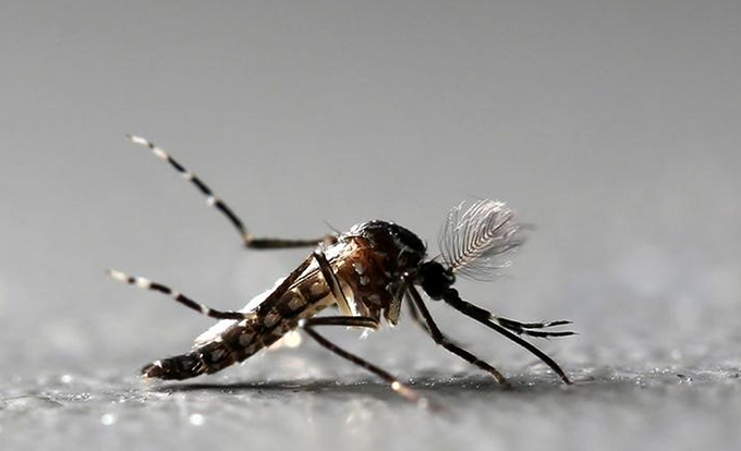 Número de casos de zika, dengue e chikungunya caem em 2017