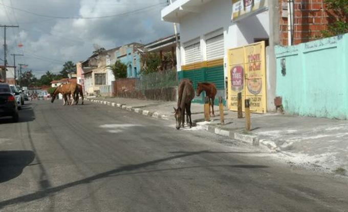 Animais voltam a surgir nas ruas de Mata de São João 