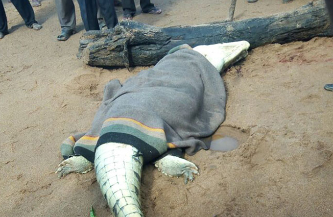 Moradores abrem a barriga de crocodilo e acham menino 