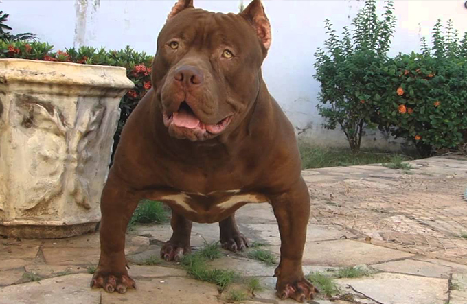 Homem é atacado por pitbull ao tentar invadir residência