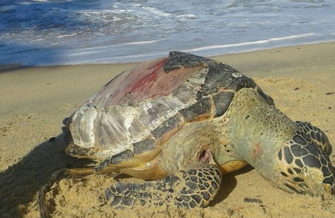 Tartaruga marinha é achada morta em praia de Prado