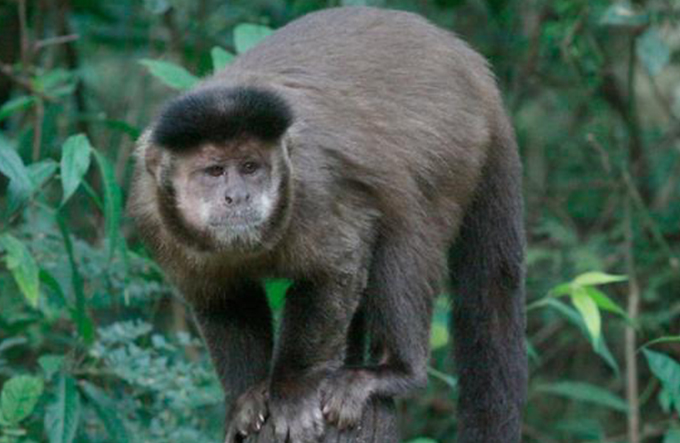 Sesab confirma primeiro caso de febre amarela em macaco