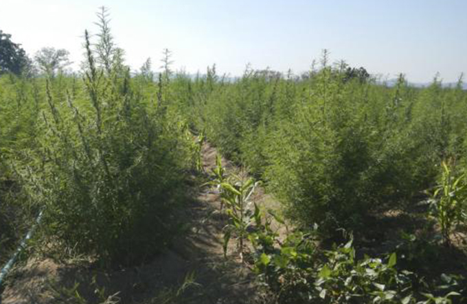 Argentina aprova uso medicinal da maconha