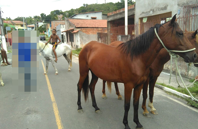 Animais soltos em vias públicas são apreendidos em Mata