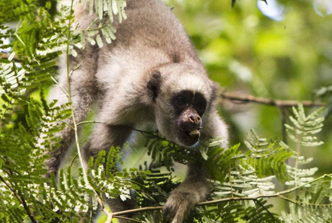 Sobe para 25 o número de mortes de macacos por febre amarela 