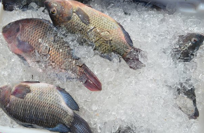 Peixes e mariscos serão vendidos com descontos de até 38%