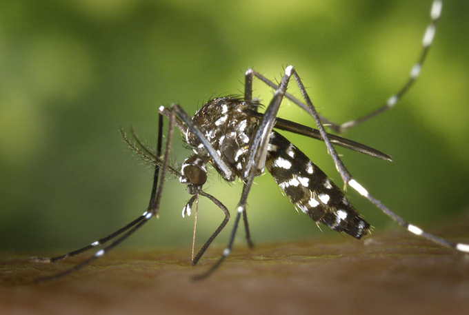 Governo intensifica combate ao Aedes aegypti