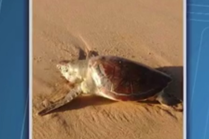 Tartaruga-verde é encontrada morta em praia de Vilas do Atlântico