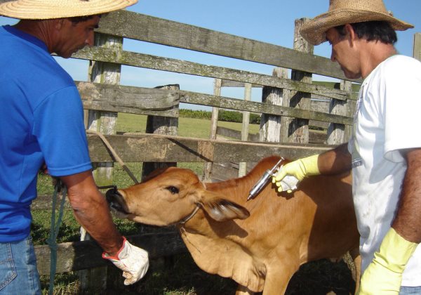 Campanha de vacinação contra a febre aftosa começa na segunda