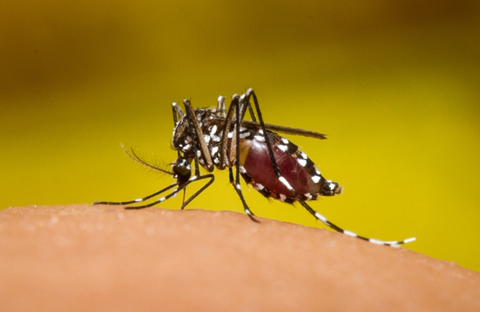 Cai número de casos suspeitos de zika, dengue e chikungunya