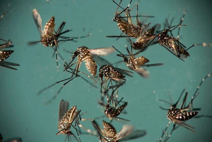 Aedes consegue transmitir zika, dengue e chikungunya