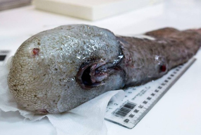 Peixe 'sem rosto' é redescoberto após um século sem ser visto