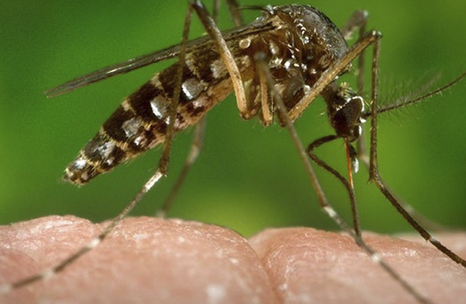 Números de Chikungunya na Bahia são preocupantes