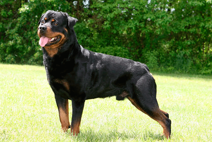 Cachorro rottweiler salva criança de convulsão