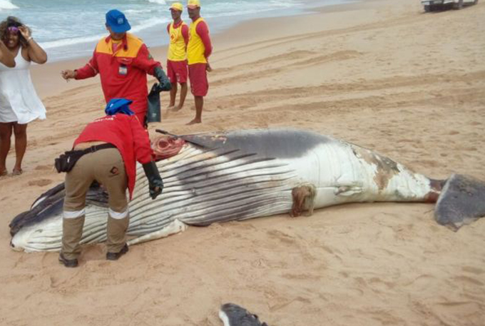 Filhote de baleia jubarte é achado morto em praia de Arembepe