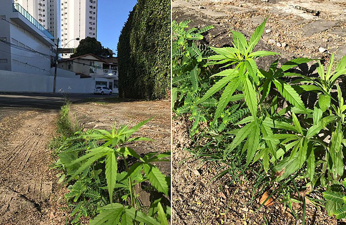 Planta 'suspeita' nasce em bairro nobre de Salvador