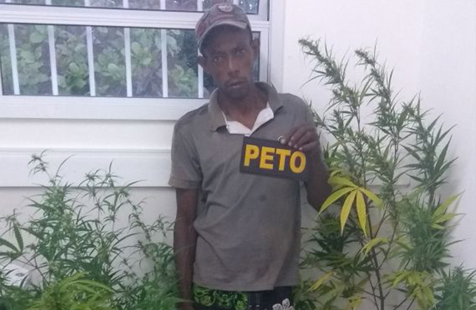 Homem é preso com mudas de maconha no quintal de casa
