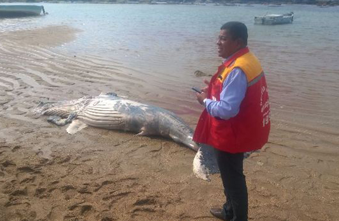 Mais um filhote de jubarte é encontrado morto em Camaçari