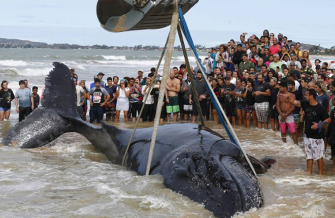 Moradores regam baleia na areia e devolvem ao mar