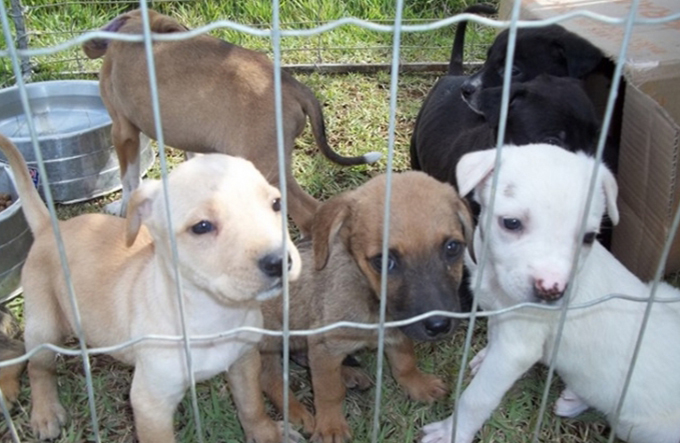 Feira de adoção de animais vai acontecer neste sábado (26)