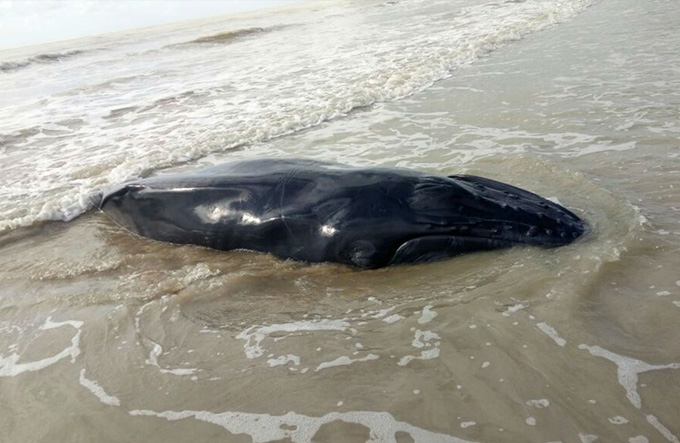 Filhote de baleia jubarte é encontrado morto em praia