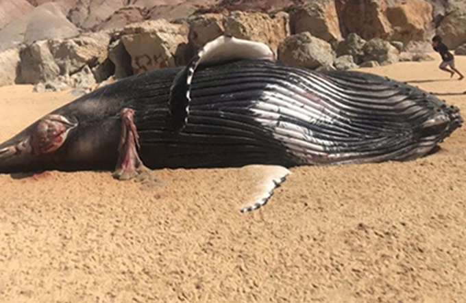 Baleia jubarte de 8 metros é encontrada morta em praia