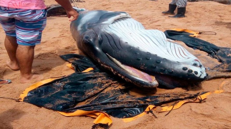 Filhote de baleia jubarte é achado morto na praia do Jardim de Alah