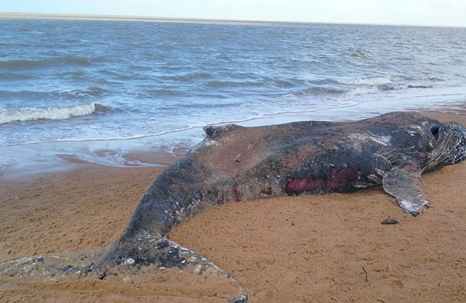 Baleia Jubarte é encontrada morta na Praia da Boa Viagem