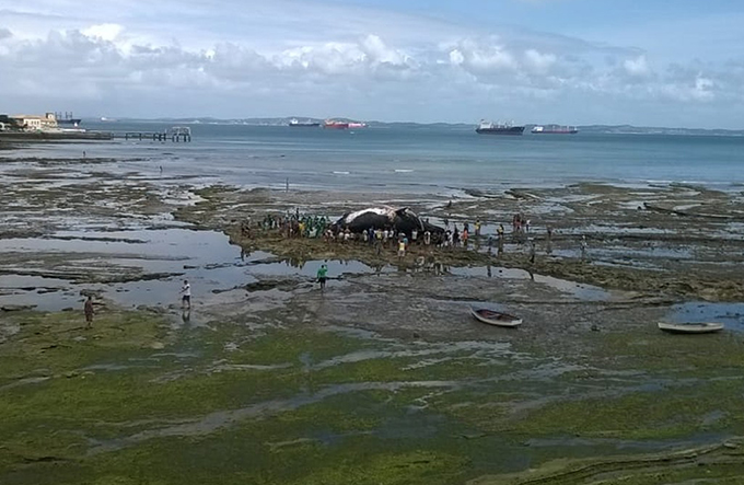 Com maré baixa, populares cercam corpo de baleia encalhada