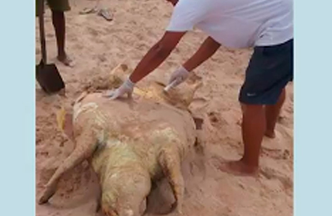 Tartaruga marinha é encontrada morta na orla de Camaçari
