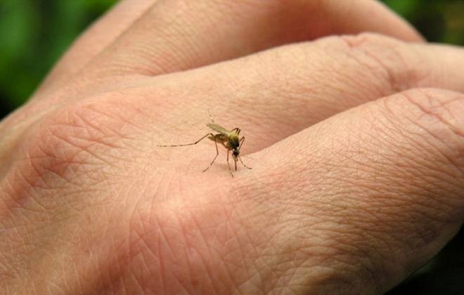 Governo repassa R$ 30,4 milhões para combate ao Aedes aegypti