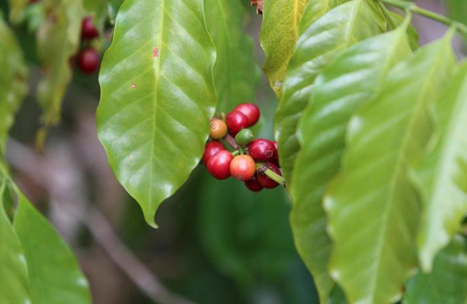 O cultivo e a colheita seletivo de grãos de café na Chapada Diamantina