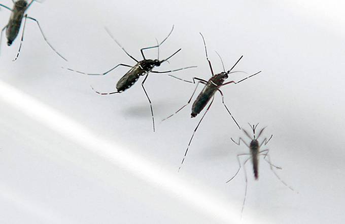 Taxa de infestação do Aedes Aegypti é quase o triplo em Salvador