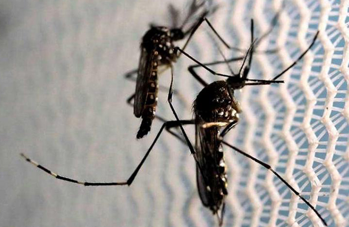 Pesquisa científica descarta novo surto de zika na capital baiana