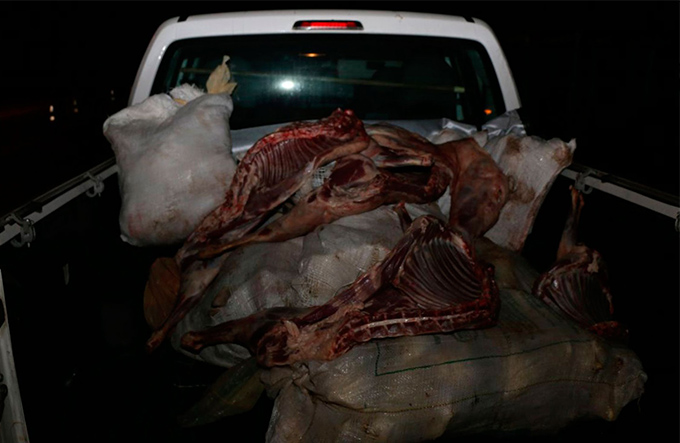 Quatro toneladas de carne são apreendidas em Pojuca