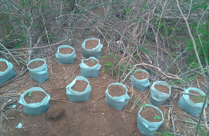 Homem cultiva roça de maconha em quintal da avó 
