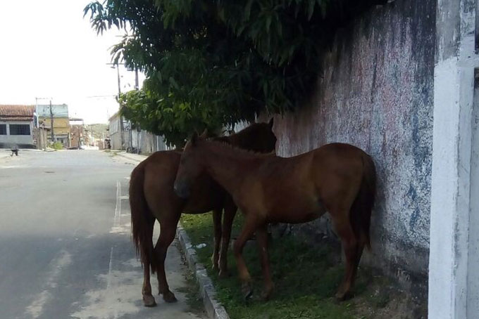 Cavalos são flagrados soltos no Centro de Mata de São João