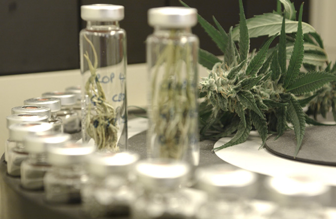 Justiça obriga prefeitura comprar remédio à base de maconha
