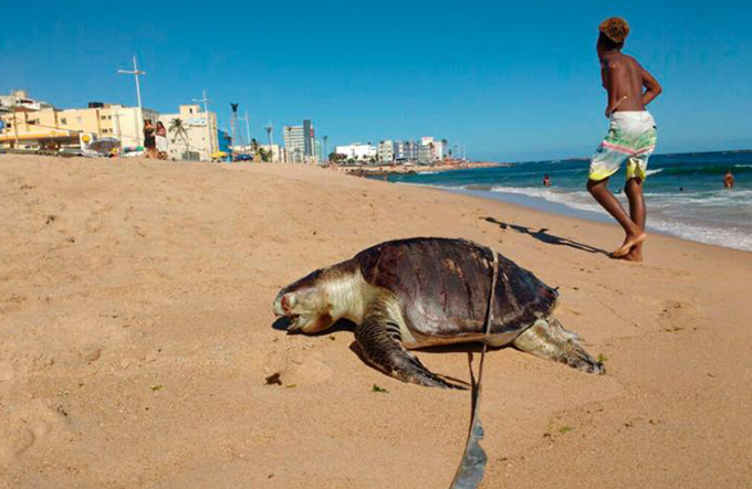 Tartaruga marinha é encontrada morta em praia de Amaralina