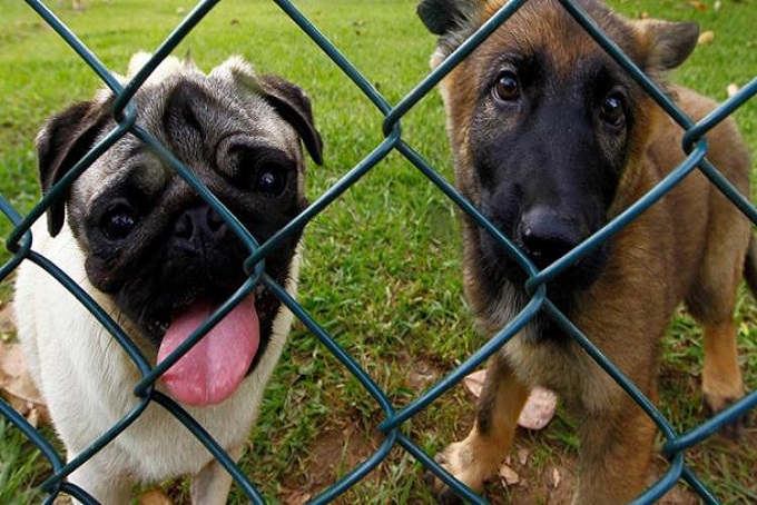 Donos de animais devem preparar ambiente para a noite de Réveillon