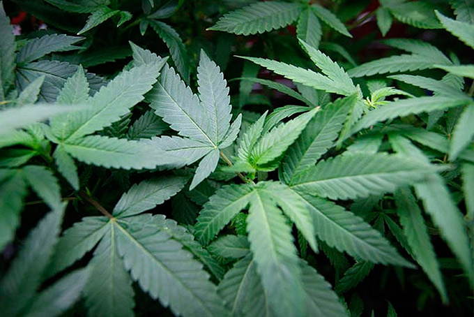 Califórnia começa a vender legalmente maconha para uso recreativo