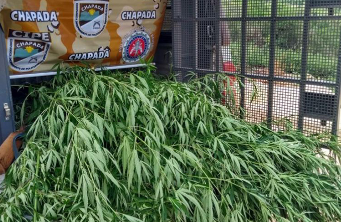 Homens são presos com seis quilos de pés de maconha 