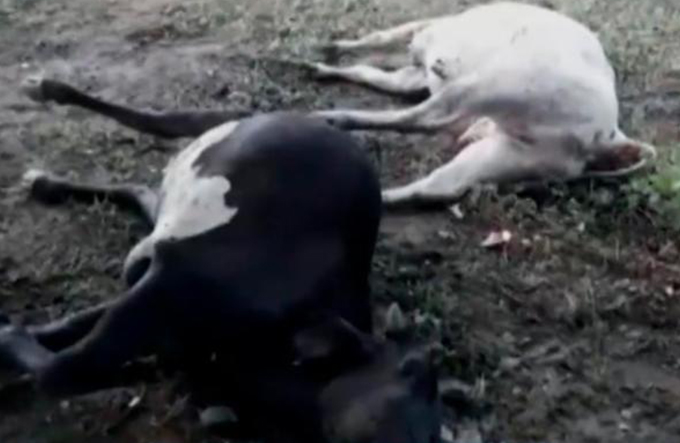 Temporal com raios mata gado em fazenda do sudoeste da Bahia