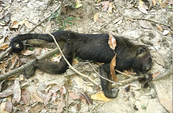 Macaco morre após ser achado debilitado; órgãos investigam a causa