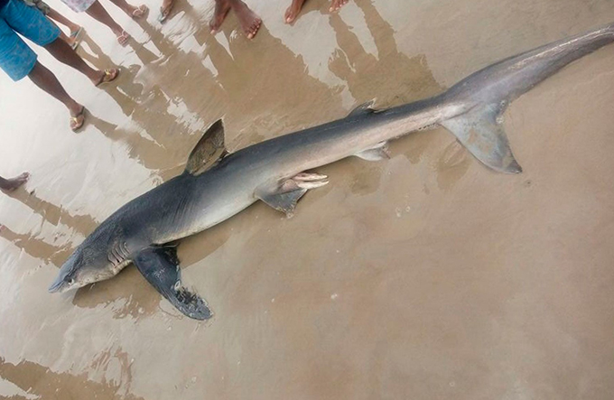 Tubarão é encontrado morto em praia no sul da Bahia