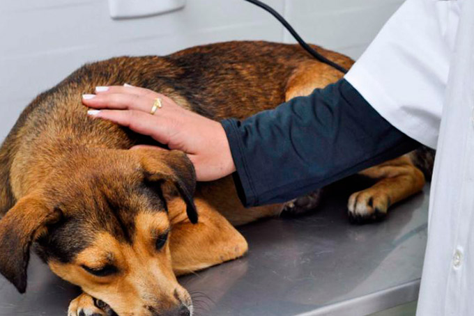 Portaria da Ufba que proíbe alimentar animais nos campi 