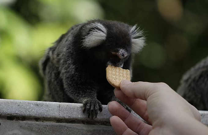 Vinte macacos já foram achados mortos em Salvador este mês