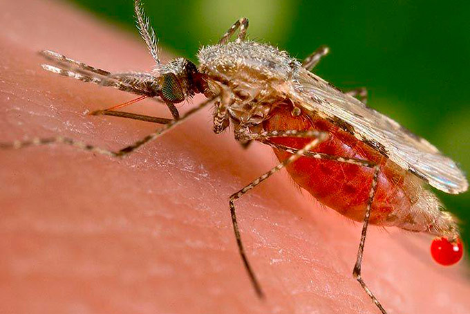 Surto de malária na Bahia registra 2ª morte